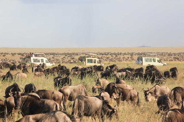Maasai Mara savannah in Kenya at golden hour